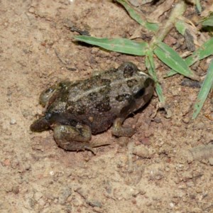 Neobatrachus sudellae at Majura, ACT - 16 Nov 2020 09:06 PM