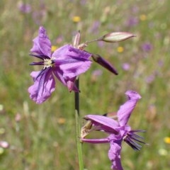 Arthropodium fimbriatum (Nodding Chocolate Lily) at Black Mountain - 17 Nov 2020 by RWPurdie