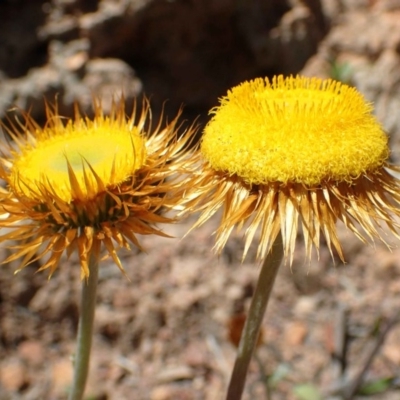 Coronidium oxylepis subsp. lanatum (Woolly Pointed Everlasting) at Downer, ACT - 18 Nov 2020 by RWPurdie