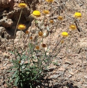 Coronidium oxylepis subsp. lanatum at Downer, ACT - 18 Nov 2020