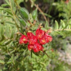 Grevillea alpina (Mountain Grevillea / Cat's Claws Grevillea) at Black Mountain - 17 Nov 2020 by RWPurdie