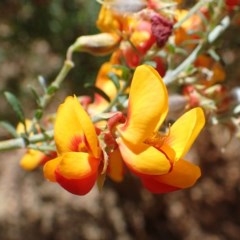 Mirbelia oxylobioides (Mountain Mirbelia) at Downer, ACT - 18 Nov 2020 by RWPurdie