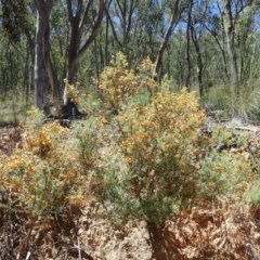 Mirbelia oxylobioides at Downer, ACT - 18 Nov 2020 03:45 AM