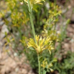 Pimelea curviflora var. sericea (Curved Riceflower) at Molonglo Valley, ACT - 18 Nov 2020 by RWPurdie