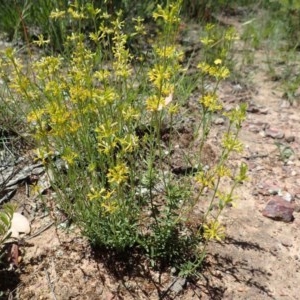 Pimelea curviflora var. sericea at Molonglo Valley, ACT - 18 Nov 2020