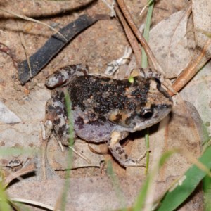 Uperoleia laevigata at Majura, ACT - 16 Nov 2020 09:29 PM