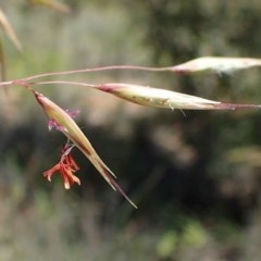Rytidosperma pallidum (Red-anther Wallaby Grass) at Downer, ACT - 17 Nov 2020 by RWPurdie