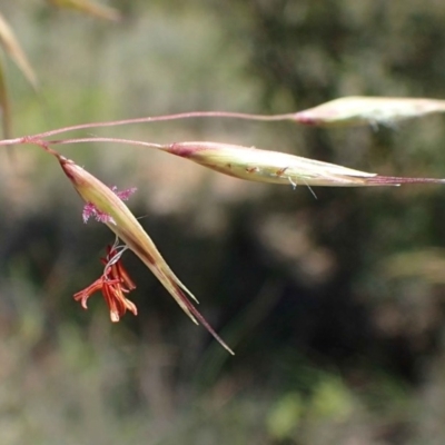 Rytidosperma pallidum (Red-anther Wallaby Grass) at Black Mountain - 17 Nov 2020 by RWPurdie