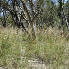 Rytidosperma pallidum at Downer, ACT - 18 Nov 2020