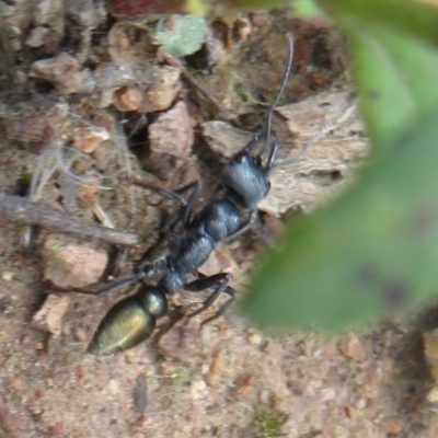 Myrmecia piliventris (Golden tail bull ant) at Coree, ACT - 17 Nov 2020 by Christine