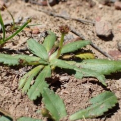 Solenogyne dominii (Smooth Solenogyne) at Molonglo Valley, ACT - 18 Nov 2020 by RWPurdie
