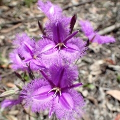 Thysanotus tuberosus subsp. tuberosus (Common Fringe-lily) at Downer, ACT - 17 Nov 2020 by RWPurdie