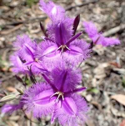 Thysanotus tuberosus subsp. tuberosus (Common Fringe-lily) at Black Mountain - 17 Nov 2020 by RWPurdie