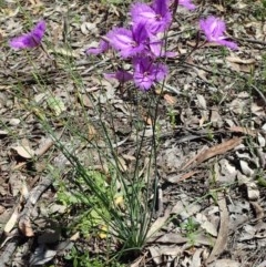 Thysanotus tuberosus subsp. tuberosus at Downer, ACT - 18 Nov 2020