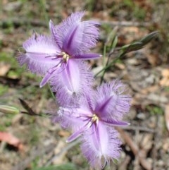 Thysanotus tuberosus subsp. tuberosus (Common Fringe-lily) at Black Mountain - 17 Nov 2020 by RWPurdie
