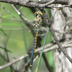 Hemicordulia tau (Tau Emerald) at Coree, ACT - 18 Nov 2020 by Christine