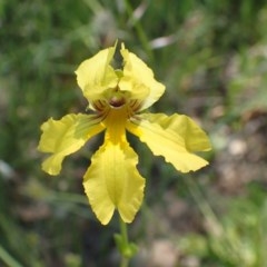Goodenia paradoxa (Spur Goodenia) at Downer, ACT - 18 Nov 2020 by RWPurdie