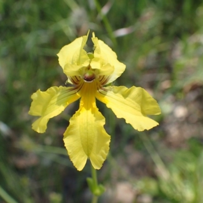 Goodenia paradoxa (Spur Goodenia) at Downer, ACT - 17 Nov 2020 by RWPurdie