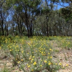 Xerochrysum viscosum (Sticky Everlasting) at Downer, ACT - 18 Nov 2020 by RWPurdie