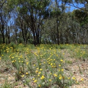 Xerochrysum viscosum at Downer, ACT - 18 Nov 2020