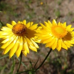 Xerochrysum viscosum at Downer, ACT - 18 Nov 2020