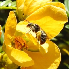 Unidentified Bee (Hymenoptera, Apiformes) at Acton, ACT - 18 Nov 2020 by HelenCross