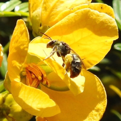 Unidentified Bee (Hymenoptera, Apiformes) at Acton, ACT - 18 Nov 2020 by HelenCross