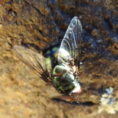 Rutilia (Chrysorutilia) sp. (genus & subgenus) (A Bristle Fly) at Acton, ACT - 18 Nov 2020 by HelenCross
