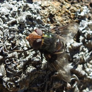 Rutilia (Chrysorutilia) sp. (genus & subgenus) at Acton, ACT - 18 Nov 2020 12:13 PM