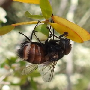 Entomophthora sp. (genus) at Acton, ACT - 18 Nov 2020 12:23 PM