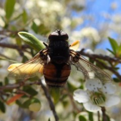 Entomophthora sp. (genus) at Acton, ACT - 18 Nov 2020