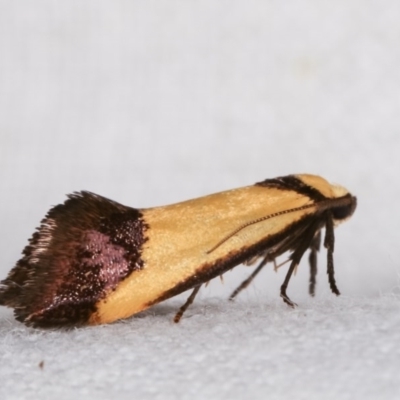 Crepidosceles exanthema (A Concealer moth) at Melba, ACT - 12 Nov 2020 by kasiaaus