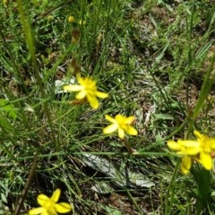 Tricoryne elatior (Yellow Rush Lily) at Callum Brae - 17 Nov 2020 by Mike