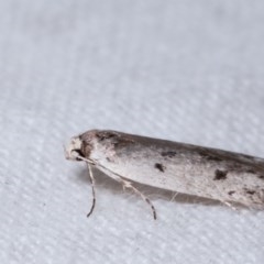 Oecophoridae provisional species 2 at Melba, ACT - 11 Nov 2020