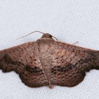 Aglaopus centiginosa (Dark-fringed Leaf Moth) at Melba, ACT - 11 Nov 2020 by kasiaaus
