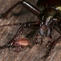 Chernetidae sp. (family) (Chernetid Pseudoscorpion) at Melba, ACT - 11 Nov 2020 by kasiaaus