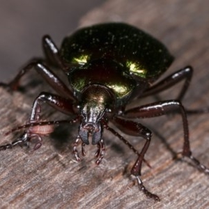 Chernetidae sp. (family) at Melba, ACT - 11 Nov 2020