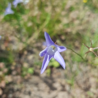 Wahlenbergia capillaris (Tufted Bluebell) at Farrer, ACT - 17 Nov 2020 by jamie.barney