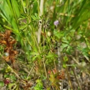 Geranium retrorsum at Farrer, ACT - 18 Nov 2020 09:59 AM