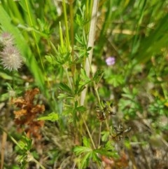 Geranium retrorsum at Farrer, ACT - 18 Nov 2020 09:59 AM