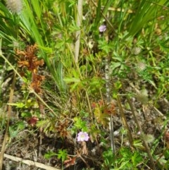 Geranium retrorsum at Farrer, ACT - 18 Nov 2020 09:59 AM