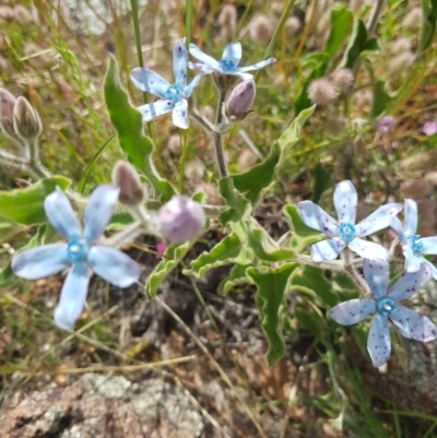 Oxypetalum coeruleum (Tweedia or Southern Star) at Farrer, ACT - 18 Nov 2020 by jamiebarney