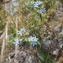 Oxypetalum coeruleum at Farrer, ACT - 18 Nov 2020