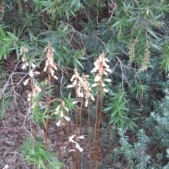 Gastrodia sesamoides (Cinnamon Bells) at Capital Hill, ACT - 17 Nov 2020 by SandraH