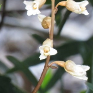 Gastrodia sesamoides at Capital Hill, ACT - 17 Nov 2020