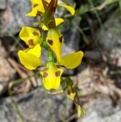 Diuris sulphurea (Tiger Orchid) at Tennent, ACT - 15 Nov 2020 by Rohanna
