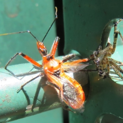 Gminatus australis (Orange assassin bug) at Flynn, ACT - 18 Nov 2020 by Christine