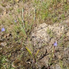 Thelymitra sp. (A Sun Orchid) at Isaacs, ACT - 18 Nov 2020 by Mike