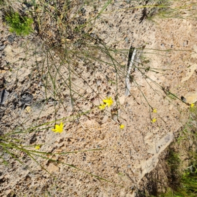 Tricoryne elatior (Yellow Rush Lily) at Isaacs, ACT - 17 Nov 2020 by Mike