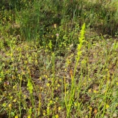 Microtis sp. (Onion Orchid) at Isaacs Ridge and Nearby - 17 Nov 2020 by Mike